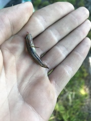 Tridentiger trigonocephalus