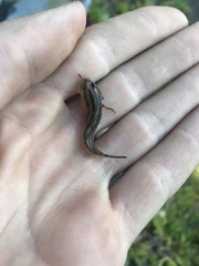 Tridentiger trigonocephalus