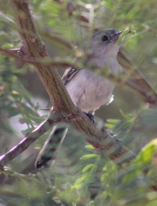 Black-tailed Gnatcatcher illustration