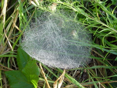 Araneae