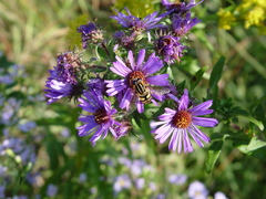 Helophilus fasciatus