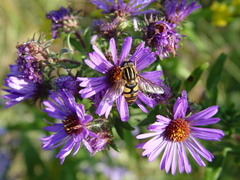 Helophilus fasciatus