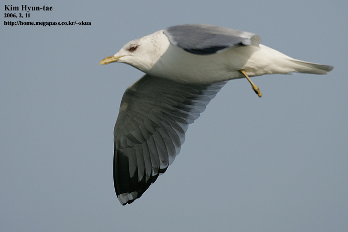 Mew Gull (Kamchatka)