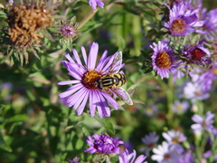 Helophilus fasciatus