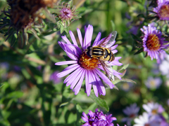 Helophilus fasciatus