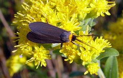 Cisseps fulvicollis