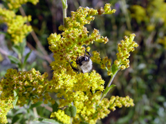 Solidago