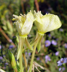 Oenothera