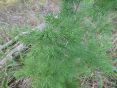 Asparagus macowanii
