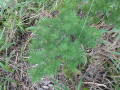Asparagus macowanii