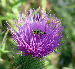Diabrotica undecimpunctata