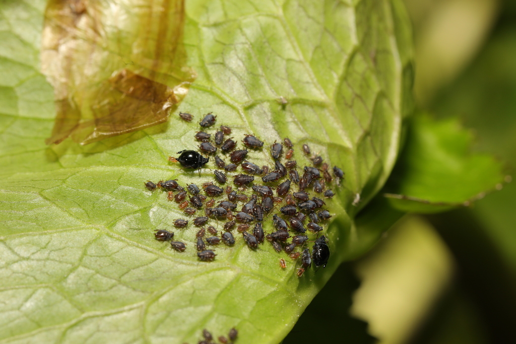 Rhopalosiphoninus calthae