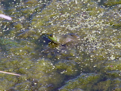 Lithobates catesbeianus