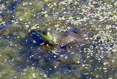 Lithobates catesbeianus
