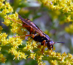 Polistes fuscatus