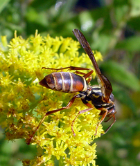 Polistes fuscatus