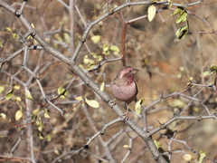 Carpodacus davidianus