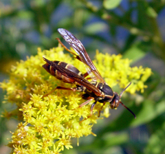 Polistes fuscatus