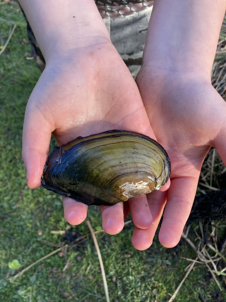 Swan Mussel in May 2023 by Matthew Extracted by people fishing