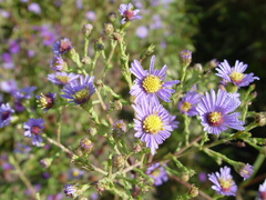 Symphyotrichum