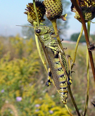 Melanoplus differentialis
