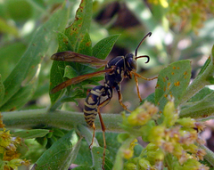 Polistes fuscatus