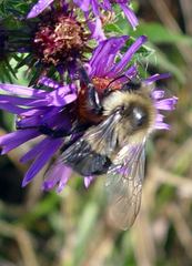 Bombus impatiens
