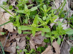 Valerianella chenopodifolia