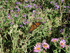 Danaus plexippus