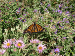 Danaus plexippus