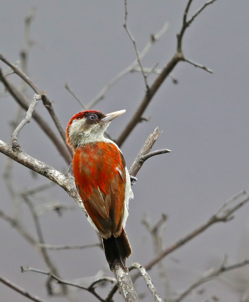 Scarlet-backed Woodpecker photo
