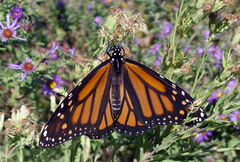Danaus plexippus