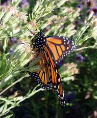 Danaus plexippus