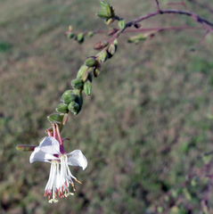 Oenothera