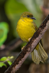 Orthogonys chloricterus