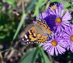 Vanessa cardui