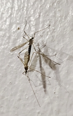 Gonomyia