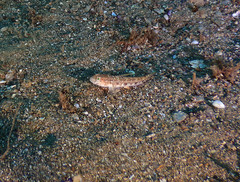 Gobius roulei