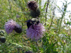 Bombus impatiens