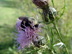 Bombus impatiens