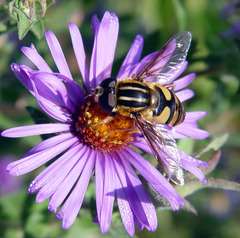 Helophilus fasciatus