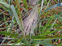 Poaceae