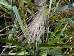 Poaceae