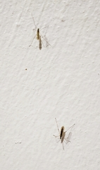 Gonomyia