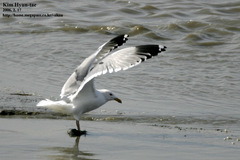 Larus argentatus mongolicus