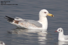 Larus argentatus mongolicus