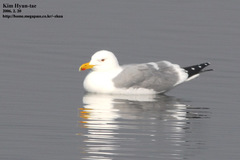 Larus argentatus mongolicus