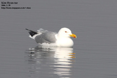 Larus argentatus mongolicus