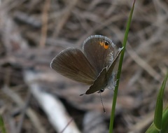 Eicochrysops messapus