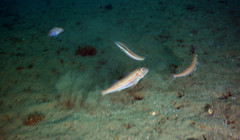 Mullus barbatus